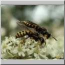 Ectemnius lituratus - Grabwespe 02 Paarung.jpg